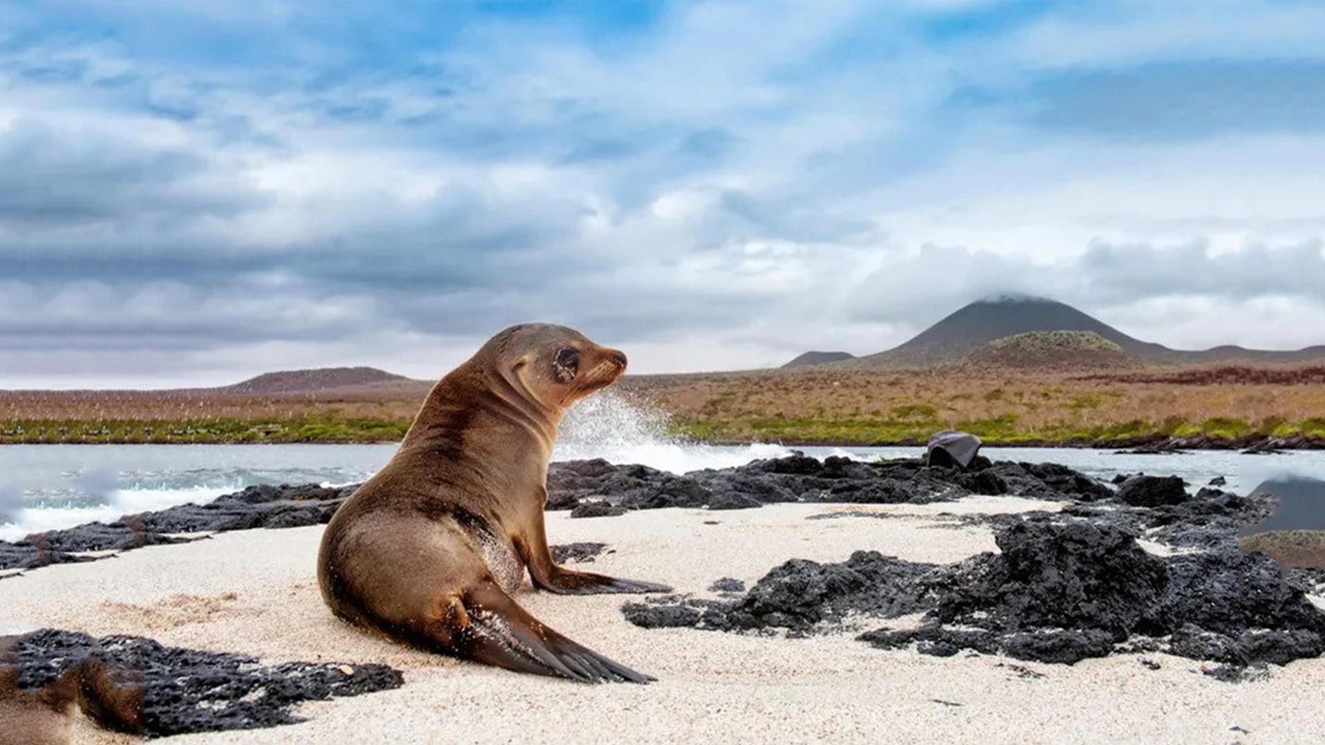 Galápagos Islands Travel Guide: A Complete Guide to Ecuador’s Living Museum of Evolution