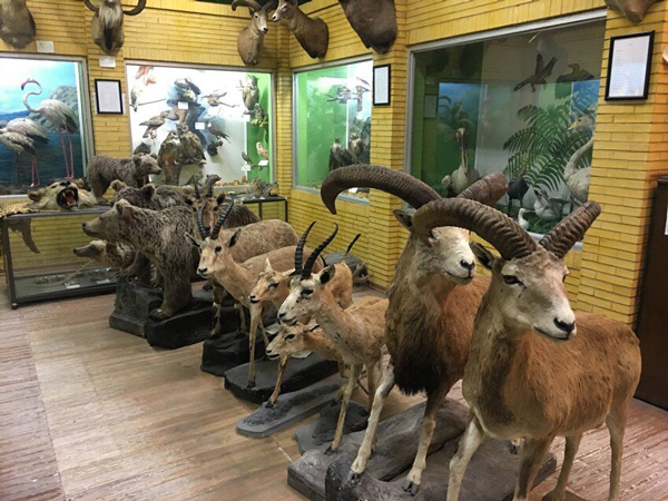 Iran Wildlife and Nature Museum