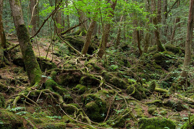 Japan's Suicide Forests