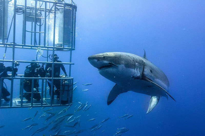 Shark Cage Diving, Gansbaai, South Africa