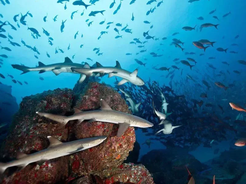 Cocos Island. Costa Rica