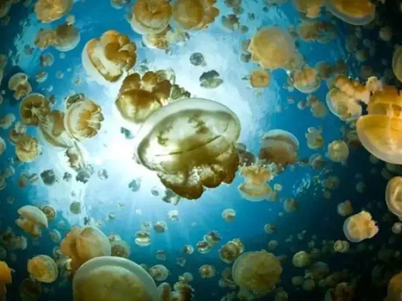 Jellyfish Lake, Palau in Wonders Under the Seas