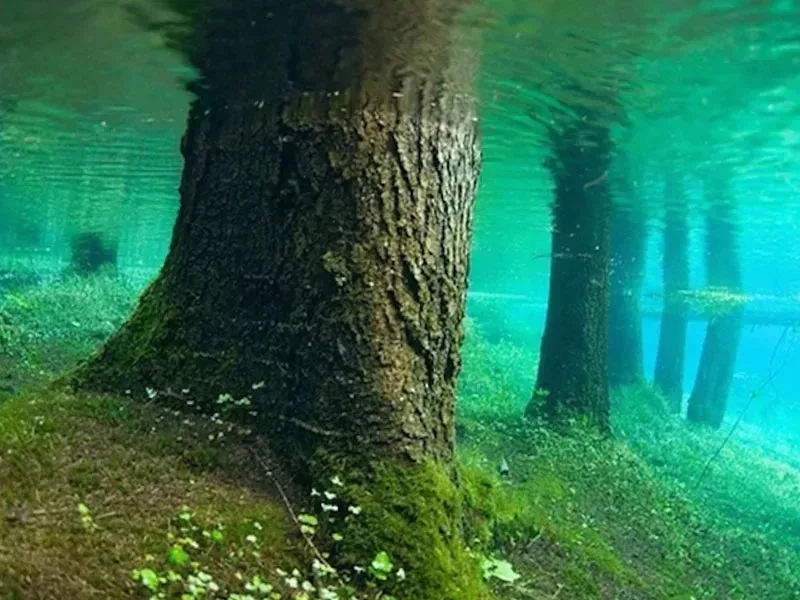 Submerged Forest in Lake Kaindy (Kazakhstan)