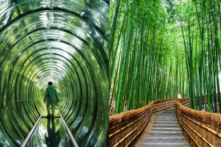 جنگل بامبوی ساگانو؛ سحرانگیز از عجایب جهان
