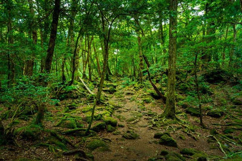 غابة الانتحار في اليابان