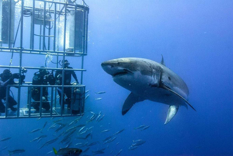 الغوص في قفص القرش، غانسباي، جنوب أفريقيا