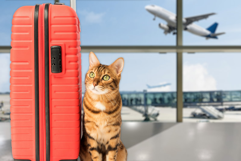 Pet Transportation Service by Plane