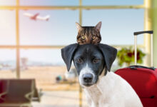 Pet Transportation | Explore the World with Your Pet