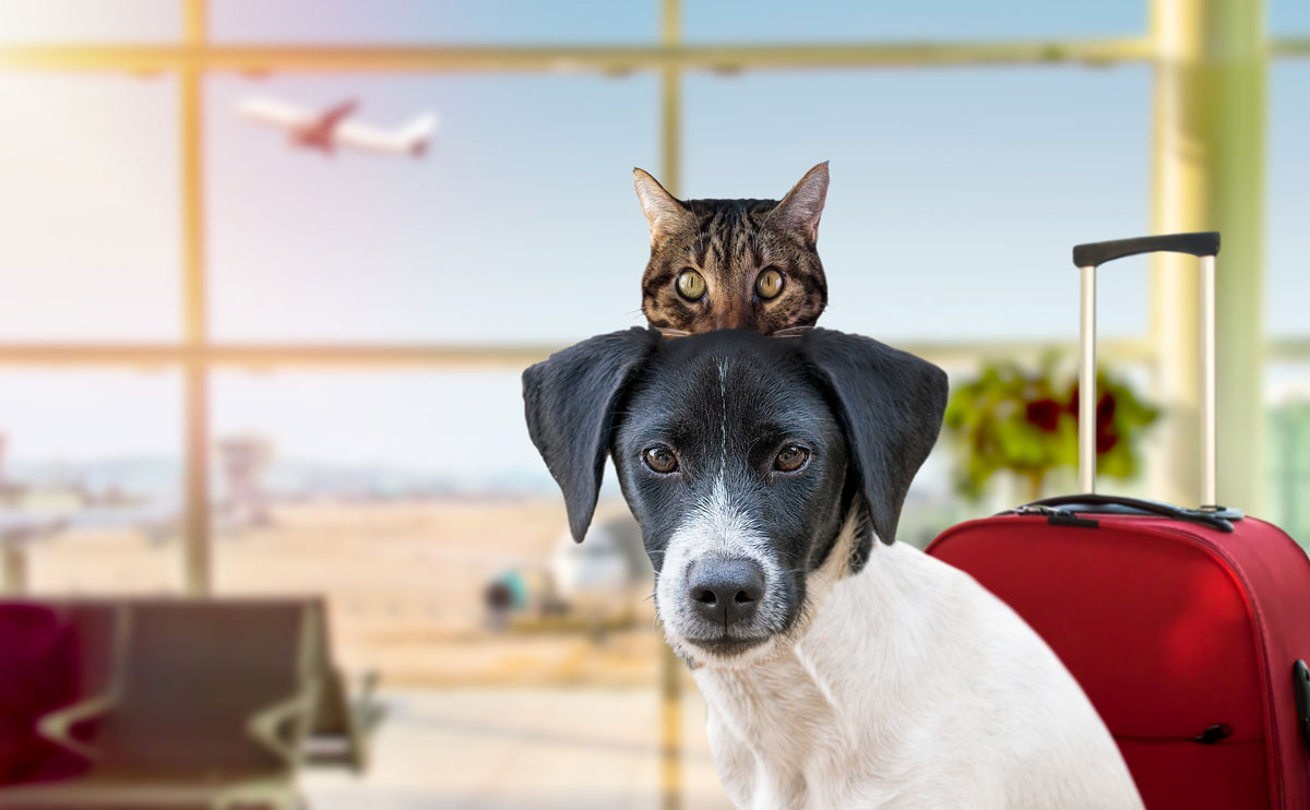 Pet Transportation | Explore the World with Your Pet