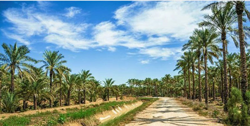 palm groves of Abpakhsh