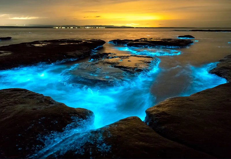 Bioluminescent Beach; The Wonders of Bioluminescent Bays