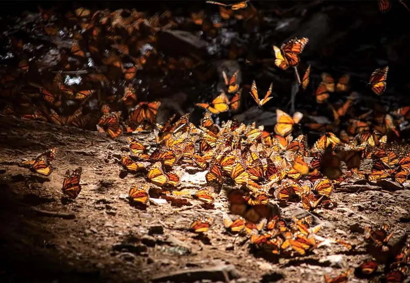 Monarch Butterfly Migration; A Journey across Continents