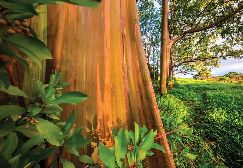 Rainbow Eucalyptus; The Tree That Paints Nature