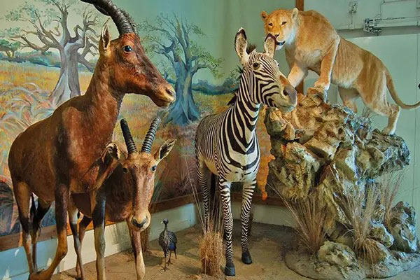 Wildlife-Museum