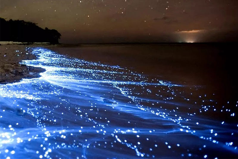 Bioluminescent Beach, where the sea waves glow with a blue light under the night sky