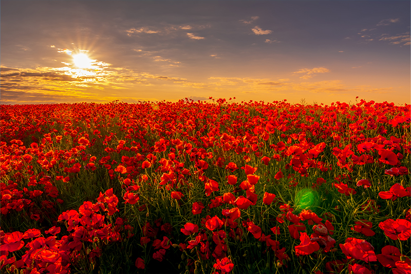 Poppy Field