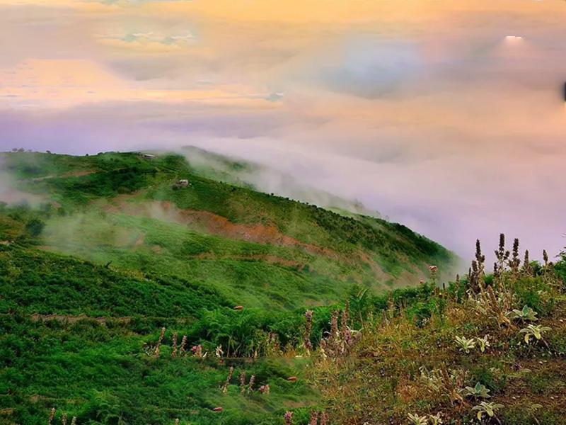 Alimestan Forest