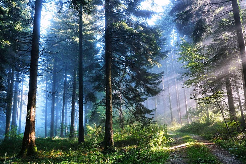 زیباترین جنگل های شمال ایران