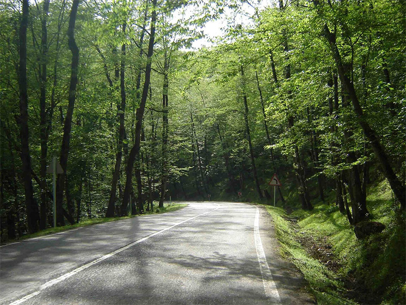 dalkhani-forest