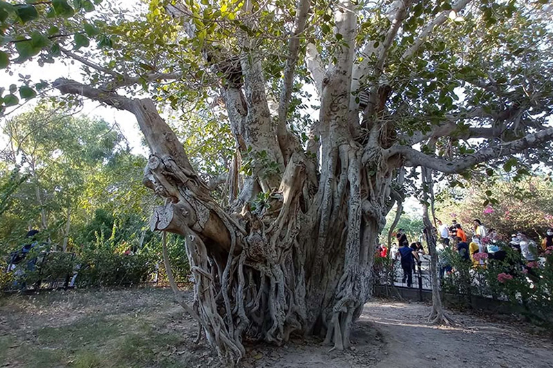 The Green Tree
