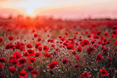 Sanandaj, the Land of Wild Poppies