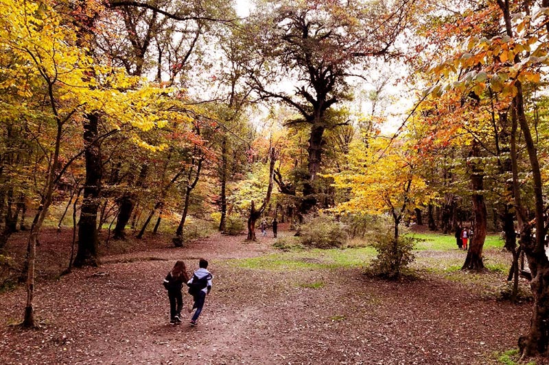 زیباترین پارک های جنگلی ایران در پاییز