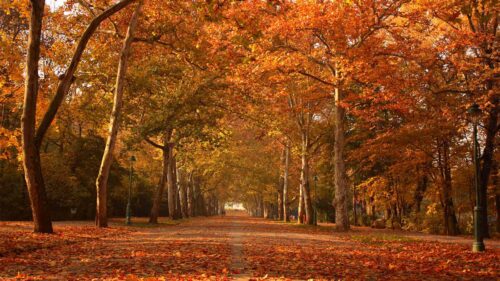 زیباترین پارک های جنگلی ایران در پاییز