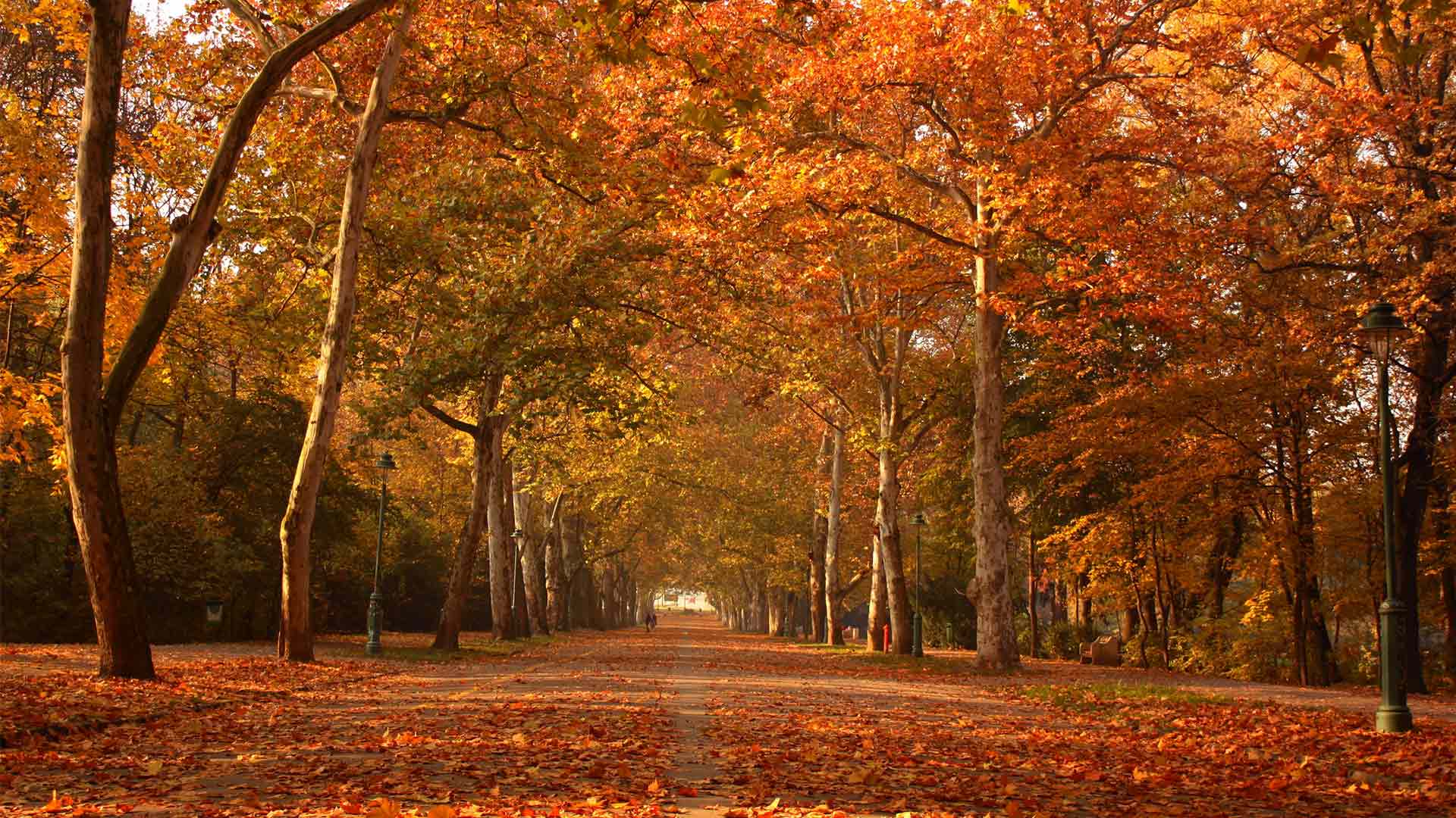 جادوی هزار رنگ: چرا پاییز بهترین زمان برای بازدید از پارک‌های جنگلی است؟