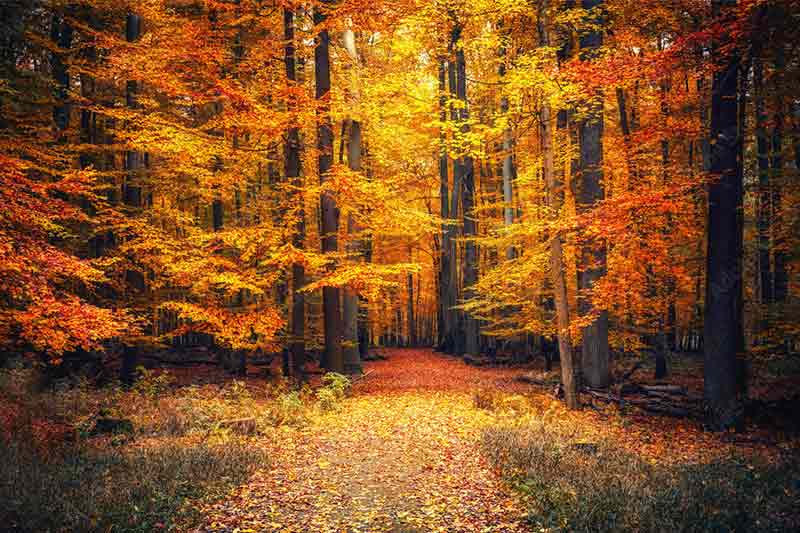 زیباترین پارک های جنگلی ایران در پاییز