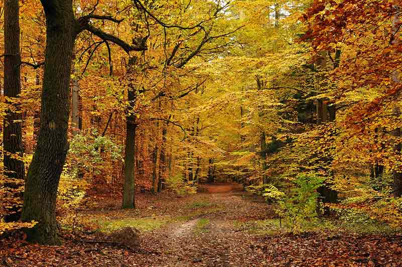 زیباترین پارک های جنگلی ایران در پاییز