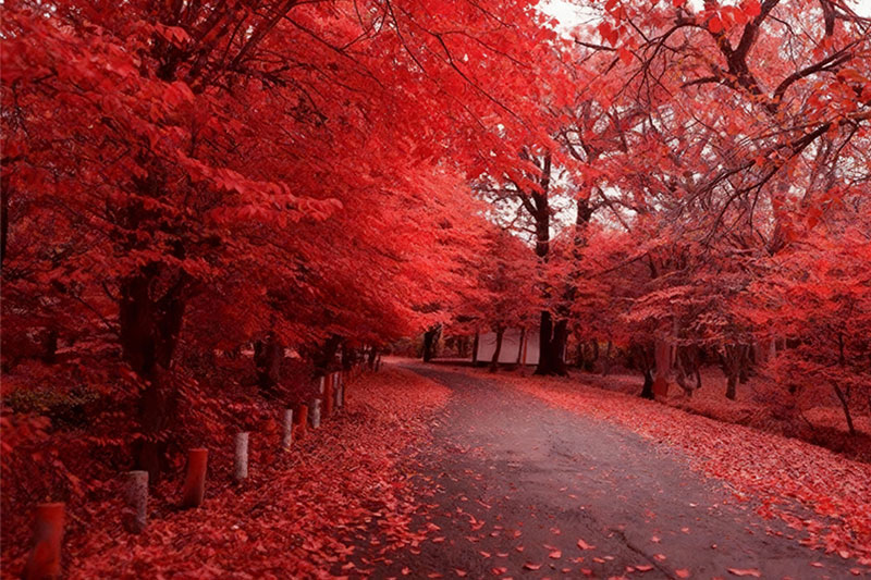 زیباترین پارک های جنگلی ایران در پاییز