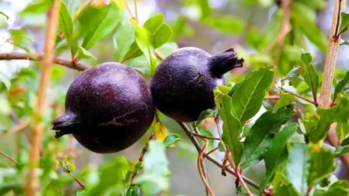 pomegranate-festival